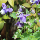 Akelei, gewöhnliche (Aquilegia vulgaris)  - ungefüllt - 50g